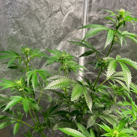 Bruce banger 3 growlog timeline photo