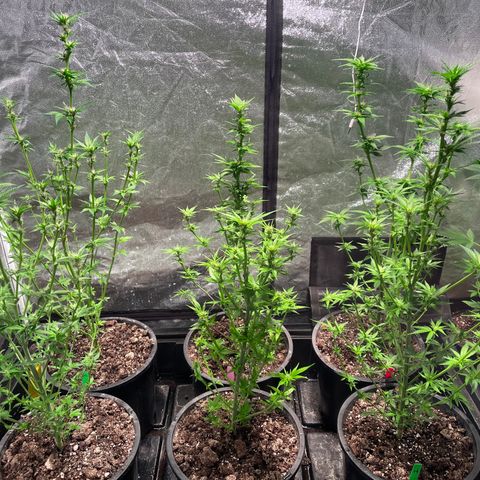 Bruce banger 3 growlog timeline photo