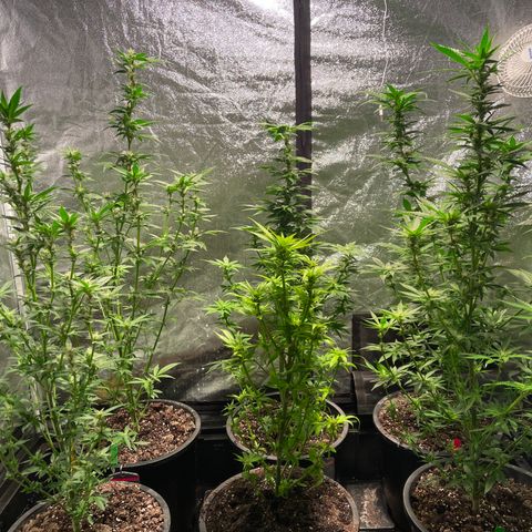 Bruce banger 3 growlog timeline photo