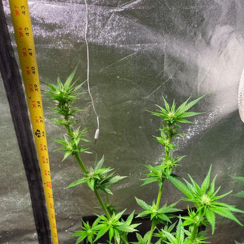 Redbeards cookies 2 growlog timeline photo