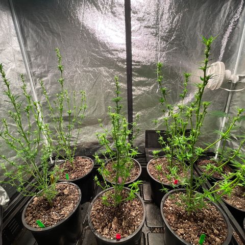Bruce banger 3 growlog timeline photo