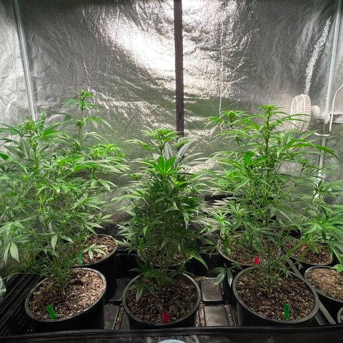 Bruce banger 3 growlog timeline photo