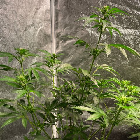 Bruce banger 3 growlog timeline photo