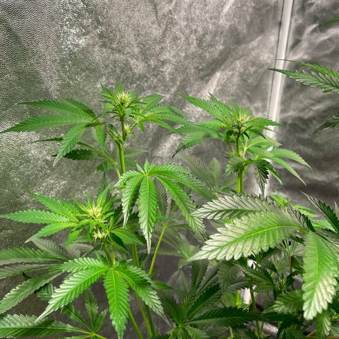 Bruce banger 3 growlog timeline photo