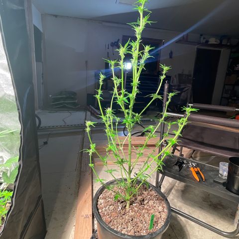 Bruce banger 1 growlog timeline photo