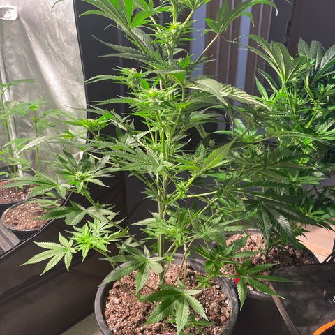Wedding cake growlog timeline photo