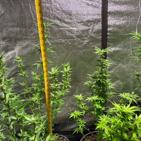 Bruce banger 3 growlog timeline photo