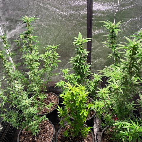 Bruce banger 3 growlog timeline photo