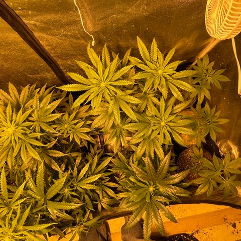 Bruce banger 3 growlog timeline photo