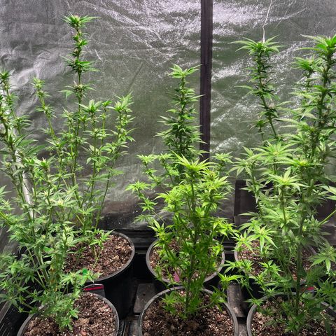Bruce banger 3 growlog timeline photo