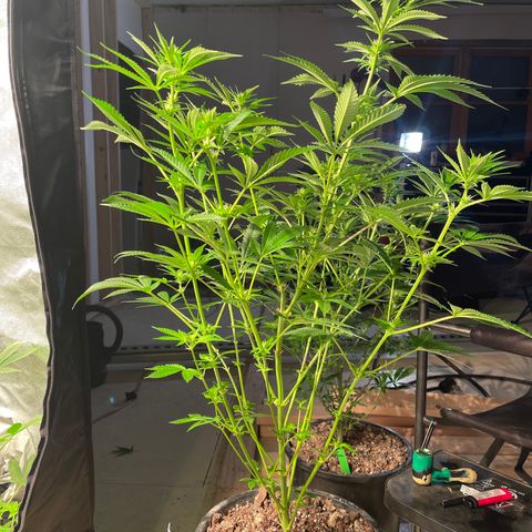 Bruce banger 3 growlog timeline photo