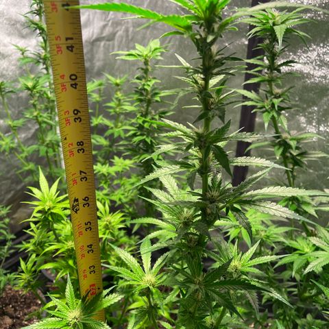 Bruce banger 1 growlog timeline photo