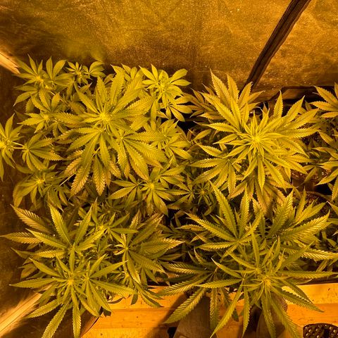 Bruce banger 3 growlog timeline photo