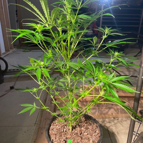 Bruce banger 1 growlog timeline photo