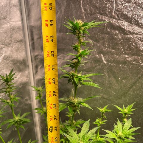 Bruce banger 3 growlog timeline photo