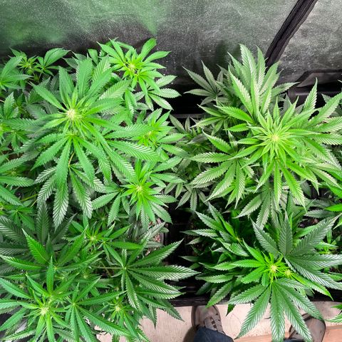 Bruce banger 3 growlog timeline photo