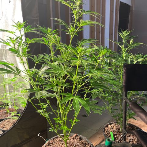 Bruce banger 3 growlog timeline photo