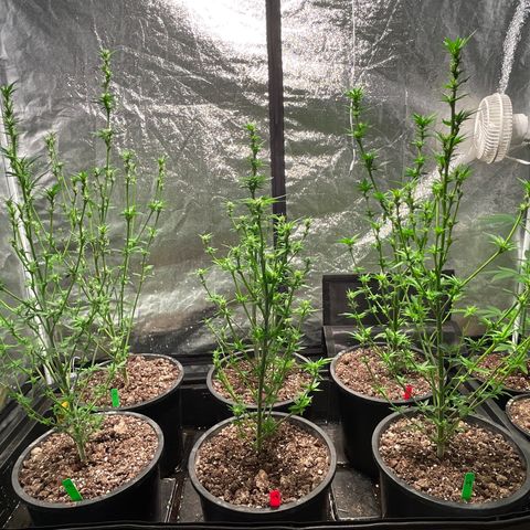 Bruce banger 3 growlog timeline photo