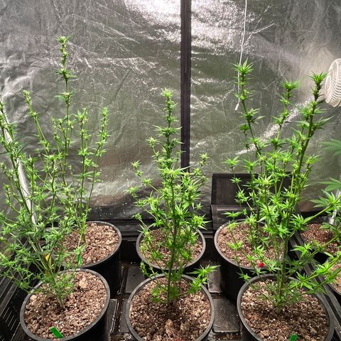 Bruce banger 3 growlog timeline photo