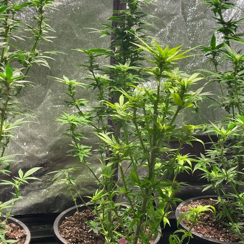 Bruce banger 3 growlog timeline photo