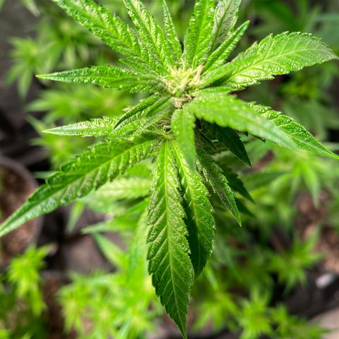 Bruce banger 1 growlog timeline photo