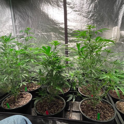 Bruce banger 3 growlog timeline photo