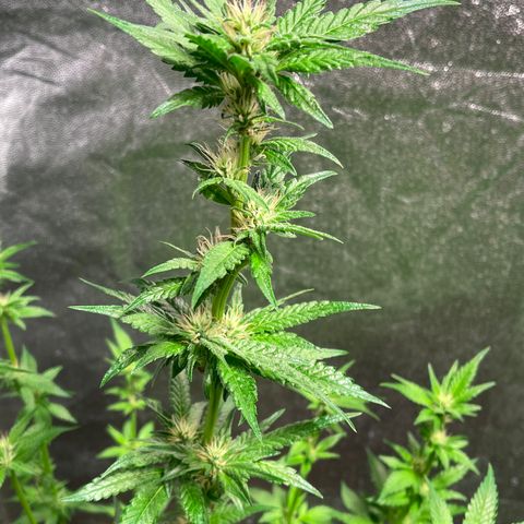 Bruce banger 3 growlog timeline photo