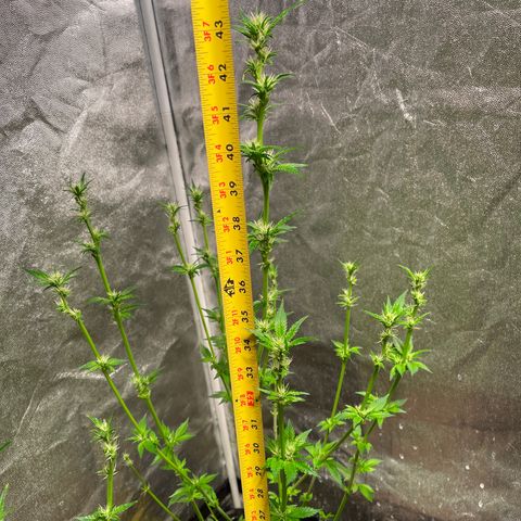 Bruce banger 3 growlog timeline photo