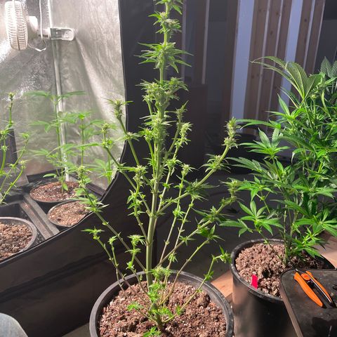Wedding cake growlog timeline photo