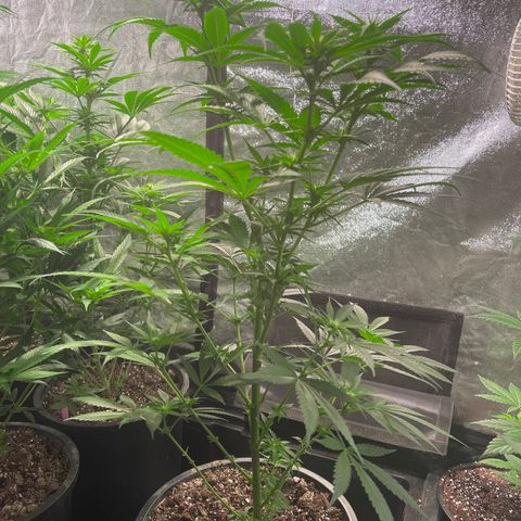 Redbeards cookies 2 growlog timeline photo