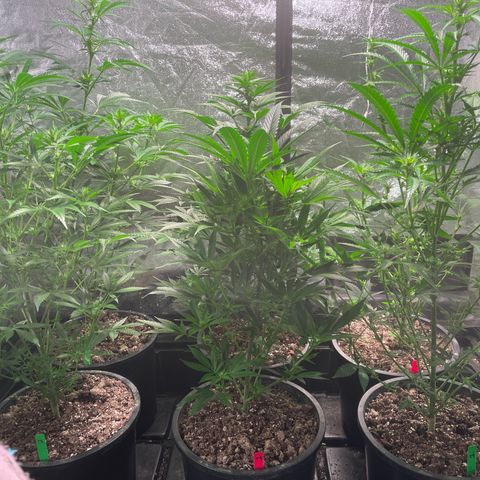 Bruce banger 3 growlog timeline photo
