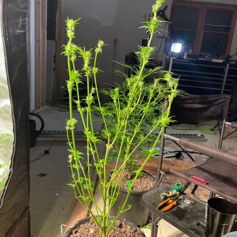 Bruce banger 3 growlog timeline photo