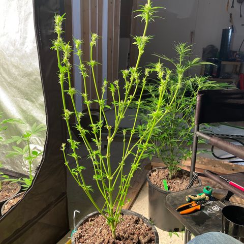 Bruce banger 3 growlog timeline photo
