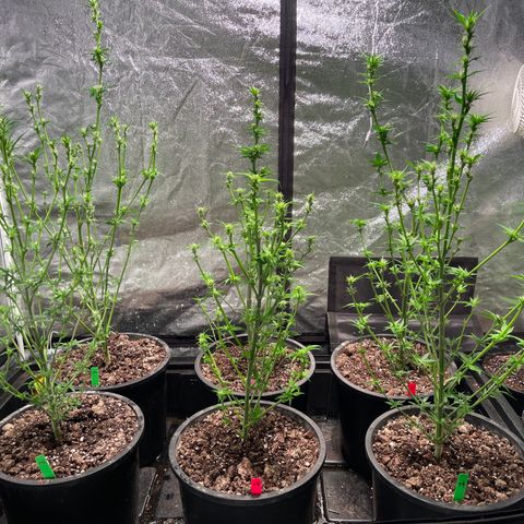 Bruce banger 3 growlog timeline photo