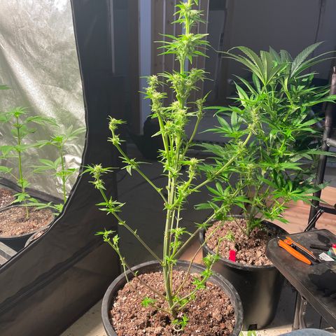 Wedding cake growlog timeline photo