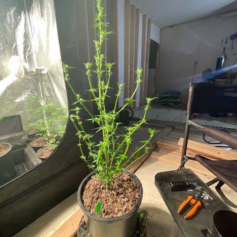 Bruce banger 1 growlog timeline photo