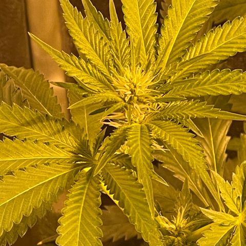 Bruce banger 3 growlog timeline photo