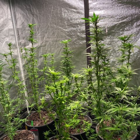 Bruce banger 3 growlog timeline photo