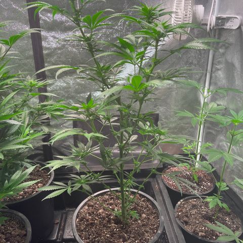 Redbeards cookies 2 growlog timeline photo