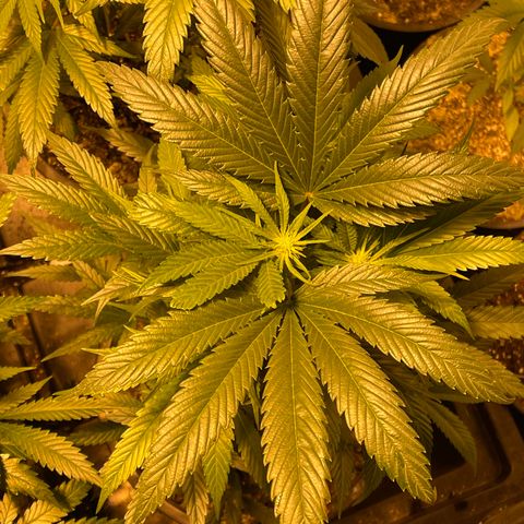 Bruce banger 3 growlog timeline photo