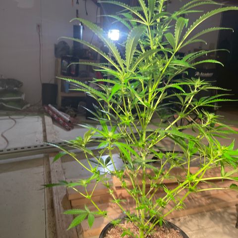 Bruce banger 1 growlog timeline photo