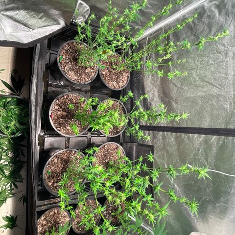 Bruce banger 3 growlog timeline photo