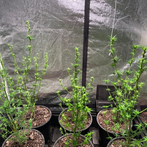 Bruce banger 3 growlog timeline photo