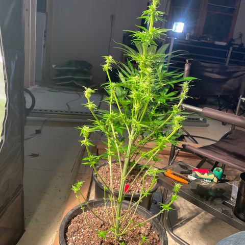 Wedding cake growlog timeline photo