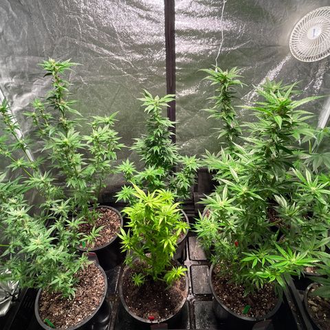 Bruce banger 3 growlog timeline photo