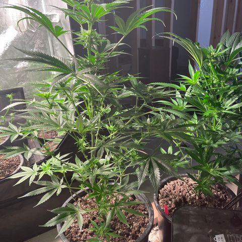 Wedding cake growlog timeline photo