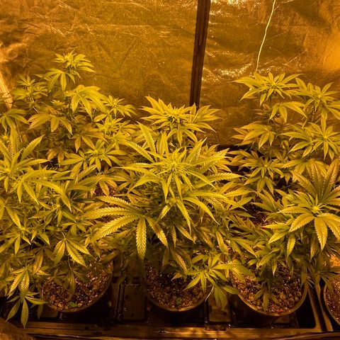 Bruce banger 3 growlog timeline photo