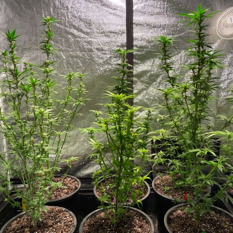 Bruce banger 3 growlog timeline photo