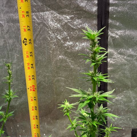 Wedding cake growlog timeline photo