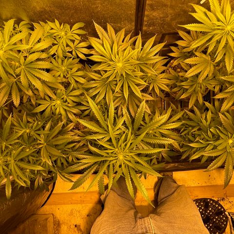 Bruce banger 3 growlog timeline photo
